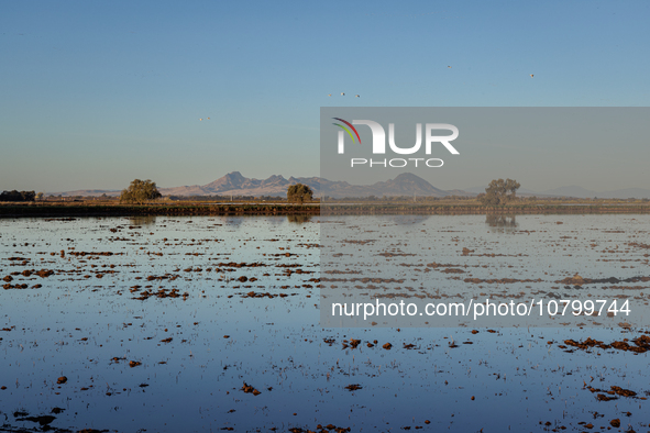 The sun rises over flooded California rice fields, during a storm break brought on by an atmospheric river near Marysville, Calif., on Sunda...