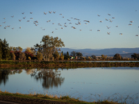 The sun rises over flooded California rice fields, during a storm break brought on by an atmospheric river near Marysville, Calif., on Sunda...