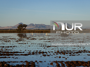 The sun rises over flooded California rice fields, during a storm break brought on by an atmospheric river near Marysville, Calif., on Sunda...