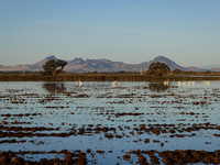 The sun rises over flooded California rice fields, during a storm break brought on by an atmospheric river near Marysville, Calif., on Sunda...