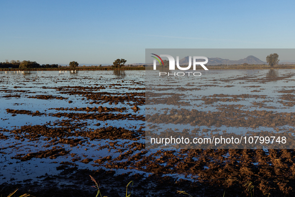 The sun rises over flooded California rice fields, during a storm break brought on by an atmospheric river near Marysville, Calif., on Sunda...