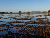 The sun rises over flooded California rice fields, during a storm break brought on by an atmospheric river near Marysville, Calif., on Sunda...