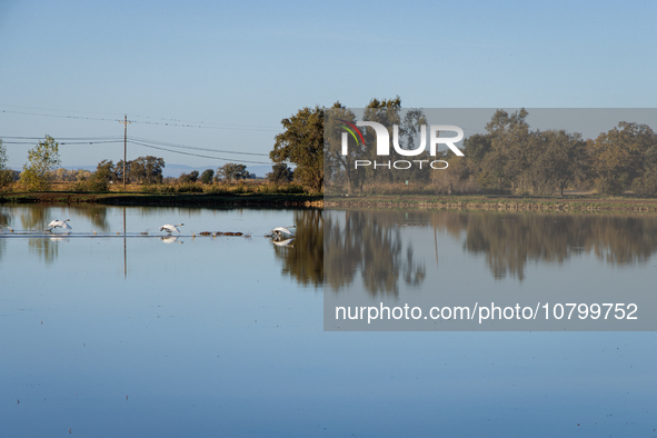 The sun rises over flooded California rice fields, during a storm break brought on by an atmospheric river near Marysville, Calif., on Sunda...