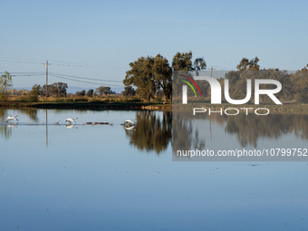 The sun rises over flooded California rice fields, during a storm break brought on by an atmospheric river near Marysville, Calif., on Sunda...