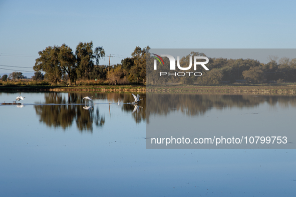 The sun rises over flooded California rice fields, during a storm break brought on by an atmospheric river near Marysville, Calif., on Sunda...