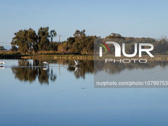 The sun rises over flooded California rice fields, during a storm break brought on by an atmospheric river near Marysville, Calif., on Sunda...