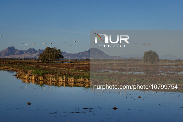 The sun rises over flooded California rice fields, during a storm break brought on by an atmospheric river near Marysville, Calif., on Sunda...