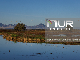 The sun rises over flooded California rice fields, during a storm break brought on by an atmospheric river near Marysville, Calif., on Sunda...