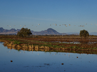 The sun rises over flooded California rice fields, during a storm break brought on by an atmospheric river near Marysville, Calif., on Sunda...