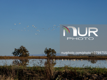 The sun rises over flooded California rice fields, during a storm break brought on by an atmospheric river near Marysville, Calif., on Sunda...