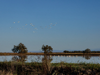 The sun rises over flooded California rice fields, during a storm break brought on by an atmospheric river near Marysville, Calif., on Sunda...