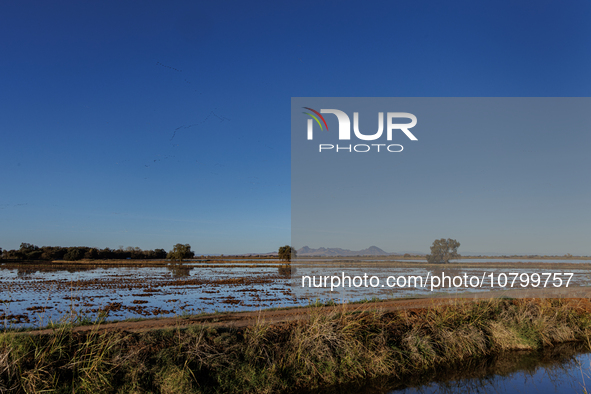 The sun rises over flooded California rice fields, during a storm break brought on by an atmospheric river near Marysville, Calif., on Sunda...