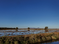 The sun rises over flooded California rice fields, during a storm break brought on by an atmospheric river near Marysville, Calif., on Sunda...