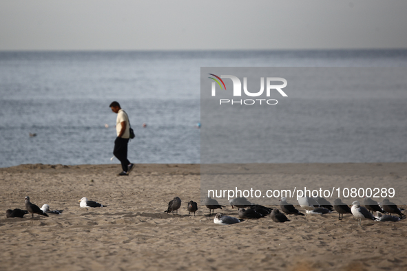 A person and birds are seen on the beach in Santa Monica, United States on November 13, 2023. 