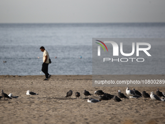 A person and birds are seen on the beach in Santa Monica, United States on November 13, 2023. (