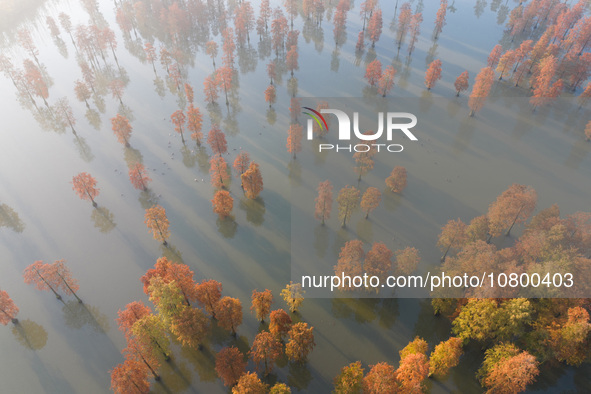 NANJING, CHINA - NOVEMBER 21, 2023 - Photo taken on Nov 21, 2023 shows the colorful Taxodium ascendens forest in Taxodium ascendens Lake Nat...