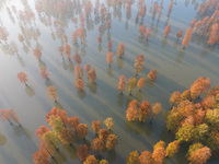 NANJING, CHINA - NOVEMBER 21, 2023 - Photo taken on Nov 21, 2023 shows the colorful Taxodium ascendens forest in Taxodium ascendens Lake Nat...