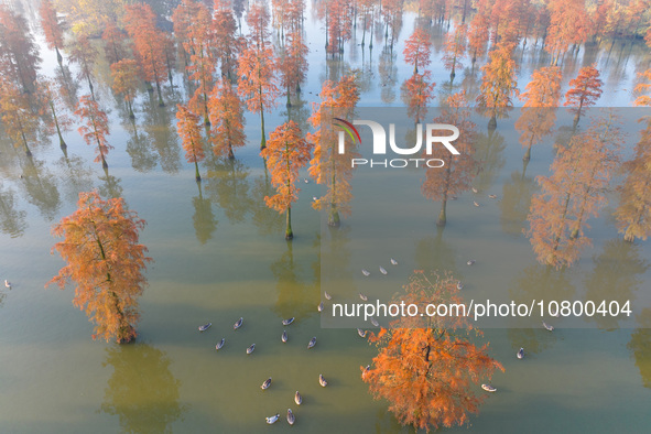 NANJING, CHINA - NOVEMBER 21, 2023 - Photo taken on Nov 21, 2023 shows the colorful Taxodium ascendens forest in Taxodium ascendens Lake Nat...