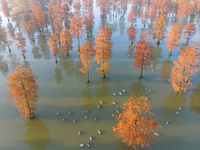 NANJING, CHINA - NOVEMBER 21, 2023 - Photo taken on Nov 21, 2023 shows the colorful Taxodium ascendens forest in Taxodium ascendens Lake Nat...