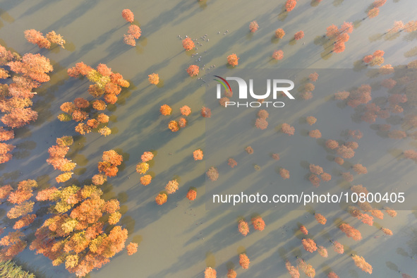 NANJING, CHINA - NOVEMBER 21, 2023 - Photo taken on Nov 21, 2023 shows the colorful Taxodium ascendens forest in Taxodium ascendens Lake Nat...