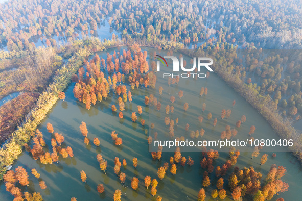 NANJING, CHINA - NOVEMBER 21, 2023 - Photo taken on Nov 21, 2023 shows the colorful Taxodium ascendens forest in Taxodium ascendens Lake Nat...