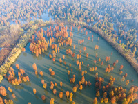 NANJING, CHINA - NOVEMBER 21, 2023 - Photo taken on Nov 21, 2023 shows the colorful Taxodium ascendens forest in Taxodium ascendens Lake Nat...