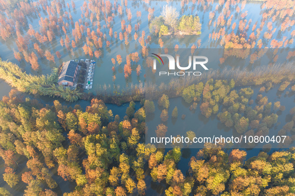 NANJING, CHINA - NOVEMBER 21, 2023 - Photo taken on Nov 21, 2023 shows the colorful Taxodium ascendens forest in Taxodium ascendens Lake Nat...