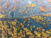 NANJING, CHINA - NOVEMBER 21, 2023 - Photo taken on Nov 21, 2023 shows the colorful Taxodium ascendens forest in Taxodium ascendens Lake Nat...