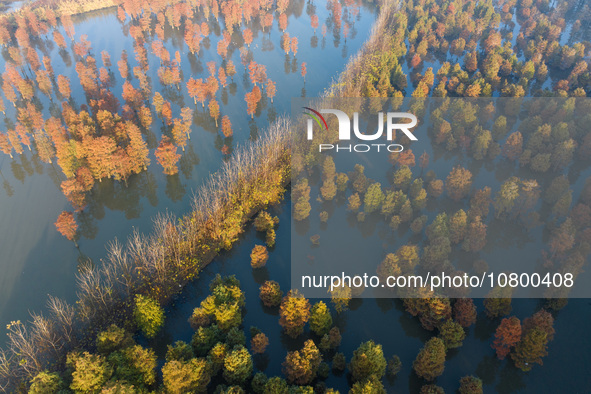 NANJING, CHINA - NOVEMBER 21, 2023 - Photo taken on Nov 21, 2023 shows the colorful Taxodium ascendens forest in Taxodium ascendens Lake Nat...