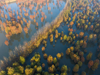 NANJING, CHINA - NOVEMBER 21, 2023 - Photo taken on Nov 21, 2023 shows the colorful Taxodium ascendens forest in Taxodium ascendens Lake Nat...