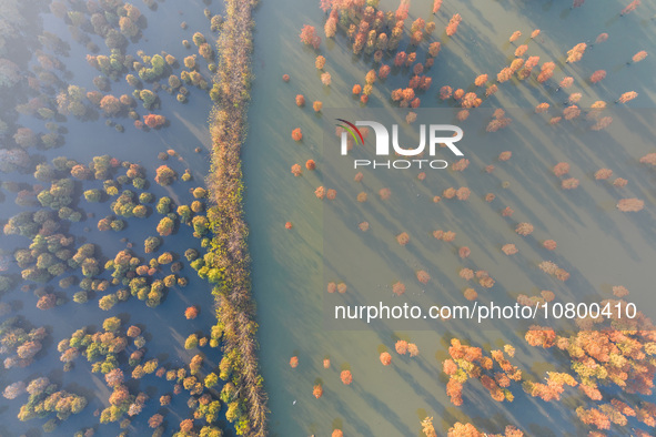 NANJING, CHINA - NOVEMBER 21, 2023 - Photo taken on Nov 21, 2023 shows the colorful Taxodium ascendens forest in Taxodium ascendens Lake Nat...