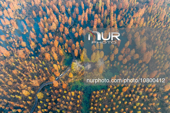 NANJING, CHINA - NOVEMBER 21, 2023 - Photo taken on Nov 21, 2023 shows the colorful Taxodium ascendens forest in Taxodium ascendens Lake Nat...