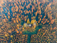 NANJING, CHINA - NOVEMBER 21, 2023 - Photo taken on Nov 21, 2023 shows the colorful Taxodium ascendens forest in Taxodium ascendens Lake Nat...