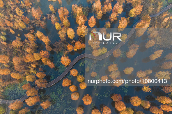 NANJING, CHINA - NOVEMBER 21, 2023 - Photo taken on Nov 21, 2023 shows the colorful Taxodium ascendens forest in Taxodium ascendens Lake Nat...