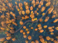 NANJING, CHINA - NOVEMBER 21, 2023 - Photo taken on Nov 21, 2023 shows the colorful Taxodium ascendens forest in Taxodium ascendens Lake Nat...