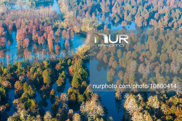 NANJING, CHINA - NOVEMBER 21, 2023 - Photo taken on Nov 21, 2023 shows the colorful Taxodium ascendens forest in Taxodium ascendens Lake Nat...