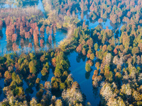 NANJING, CHINA - NOVEMBER 21, 2023 - Photo taken on Nov 21, 2023 shows the colorful Taxodium ascendens forest in Taxodium ascendens Lake Nat...