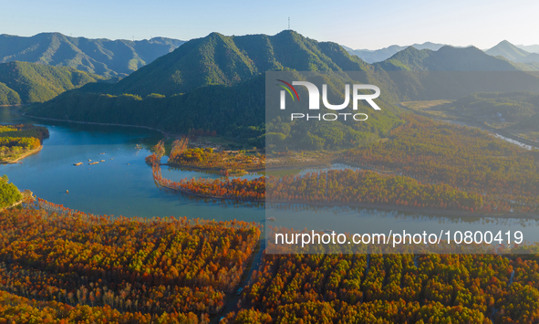 XUANCHENG, CHINA - NOVEMBER 19, 2023 - Tourists visit colorful metasequoia trees by boat at Taxodium distichum scenic spot in Xuancheng City...