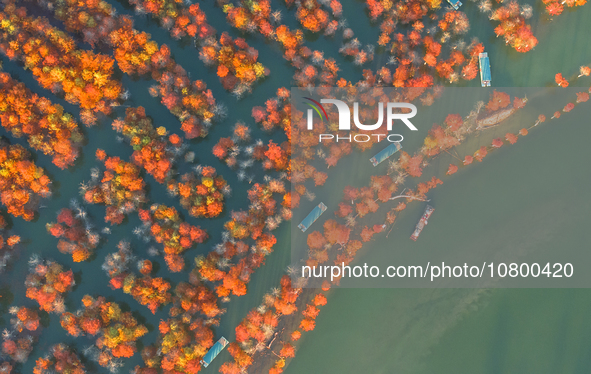 XUANCHENG, CHINA - NOVEMBER 19, 2023 - Tourists visit colorful metasequoia trees by boat at Taxodium distichum scenic spot in Xuancheng City...