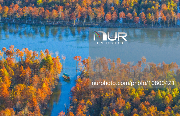 XUANCHENG, CHINA - NOVEMBER 19, 2023 - Tourists visit colorful metasequoia trees by boat at Taxodium distichum scenic spot in Xuancheng City...