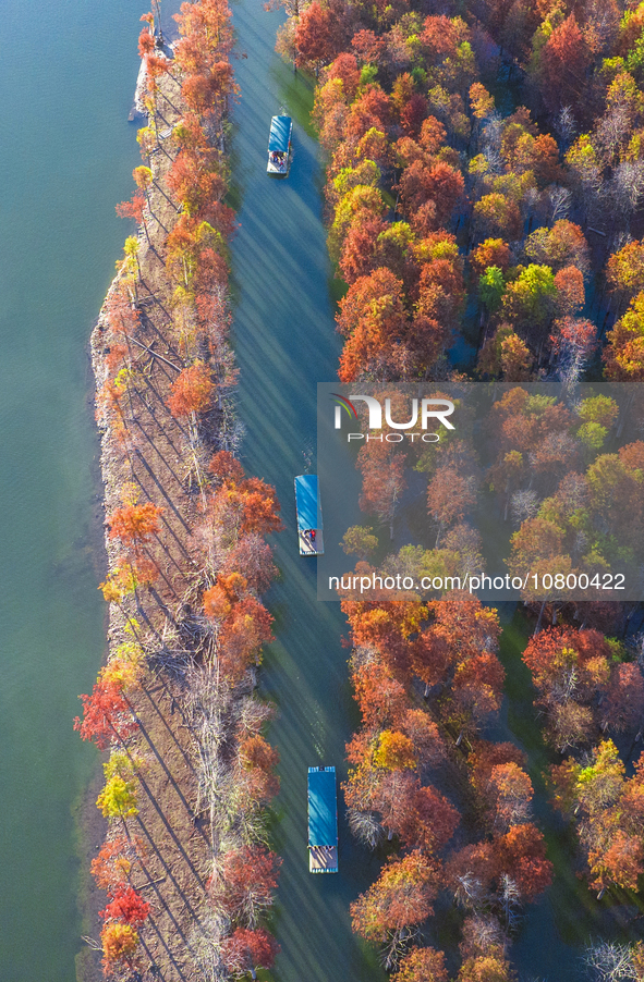 XUANCHENG, CHINA - NOVEMBER 19, 2023 - Tourists visit colorful metasequoia trees by boat at Taxodium distichum scenic spot in Xuancheng City...