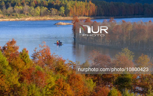 XUANCHENG, CHINA - NOVEMBER 19, 2023 - Tourists visit colorful metasequoia trees by boat at Taxodium distichum scenic spot in Xuancheng City...