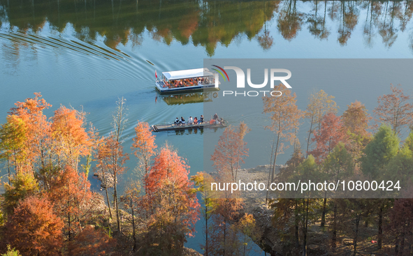 XUANCHENG, CHINA - NOVEMBER 19, 2023 - Tourists visit colorful metasequoia trees by boat at Taxodium distichum scenic spot in Xuancheng City...