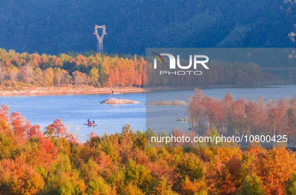 XUANCHENG, CHINA - NOVEMBER 19, 2023 - Tourists visit colorful metasequoia trees by boat at Taxodium distichum scenic spot in Xuancheng City...