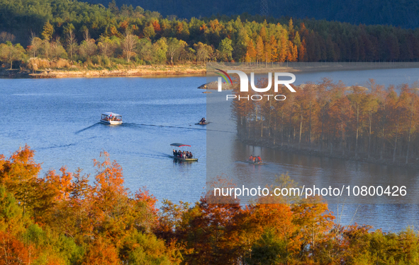 XUANCHENG, CHINA - NOVEMBER 19, 2023 - Tourists visit colorful metasequoia trees by boat at Taxodium distichum scenic spot in Xuancheng City...