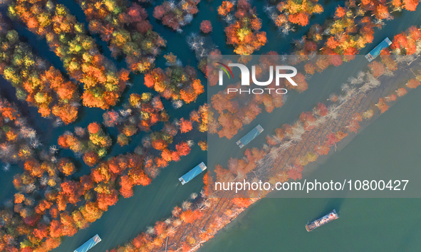 XUANCHENG, CHINA - NOVEMBER 19, 2023 - Tourists visit colorful metasequoia trees by boat at Taxodium distichum scenic spot in Xuancheng City...