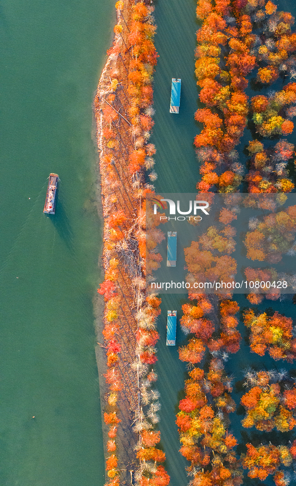 XUANCHENG, CHINA - NOVEMBER 19, 2023 - Tourists visit colorful metasequoia trees by boat at Taxodium distichum scenic spot in Xuancheng City...