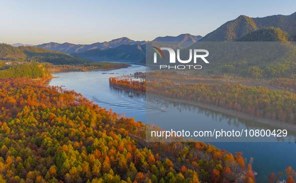 XUANCHENG, CHINA - NOVEMBER 19, 2023 - Tourists visit colorful metasequoia trees by boat at Taxodium distichum scenic spot in Xuancheng City...