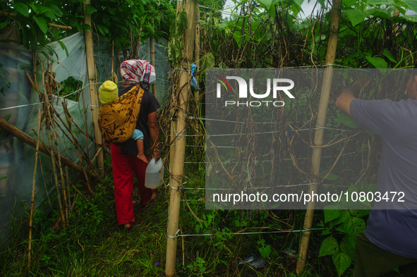 Nurhalimah Br Sembiring Milala, 33, is seen working with her two-year-old child, Gloria Br Ginting, on her plantation in Gamber Village, Sim...