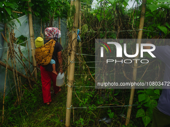 Nurhalimah Br Sembiring Milala, 33, is seen working with her two-year-old child, Gloria Br Ginting, on her plantation in Gamber Village, Sim...